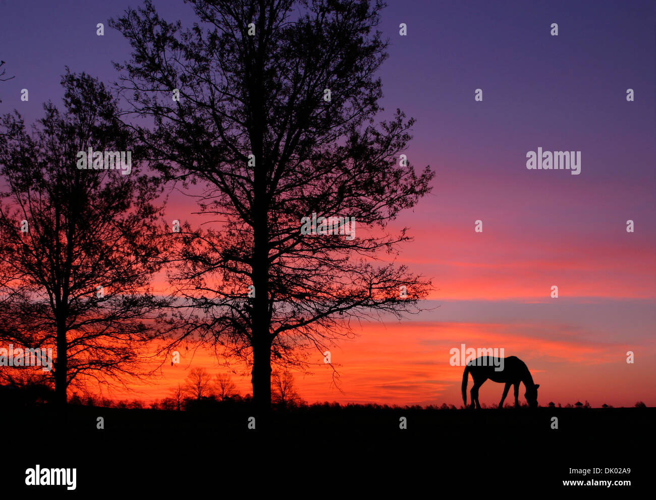 Un cavallo al pascolo a Sunrise durante la primavera In Horse Country, Lexington, Kentucky, Stati Uniti d'America Foto Stock