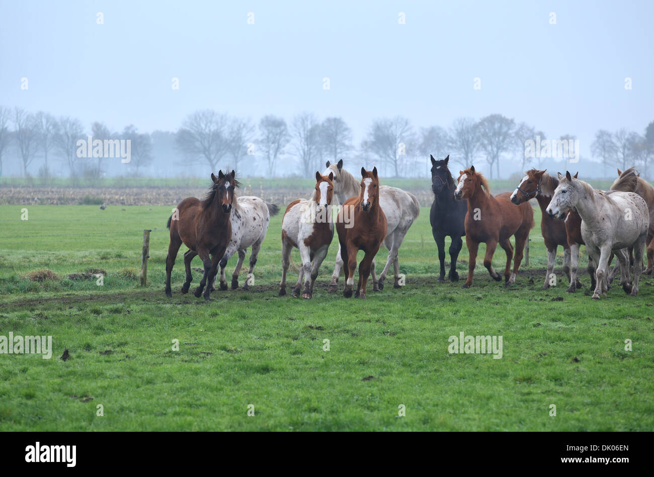 Allevamento di cavalli in corsa sul pascolo di nebbia, Olanda Foto Stock