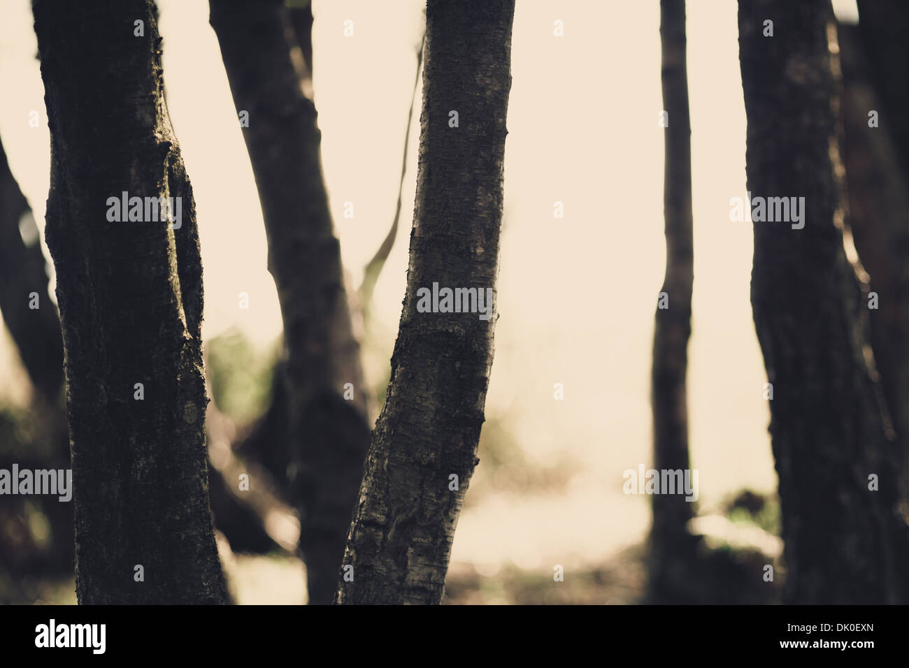 La Betulla tronchi di albero Ashdown Forest, England, Regno Unito Foto Stock