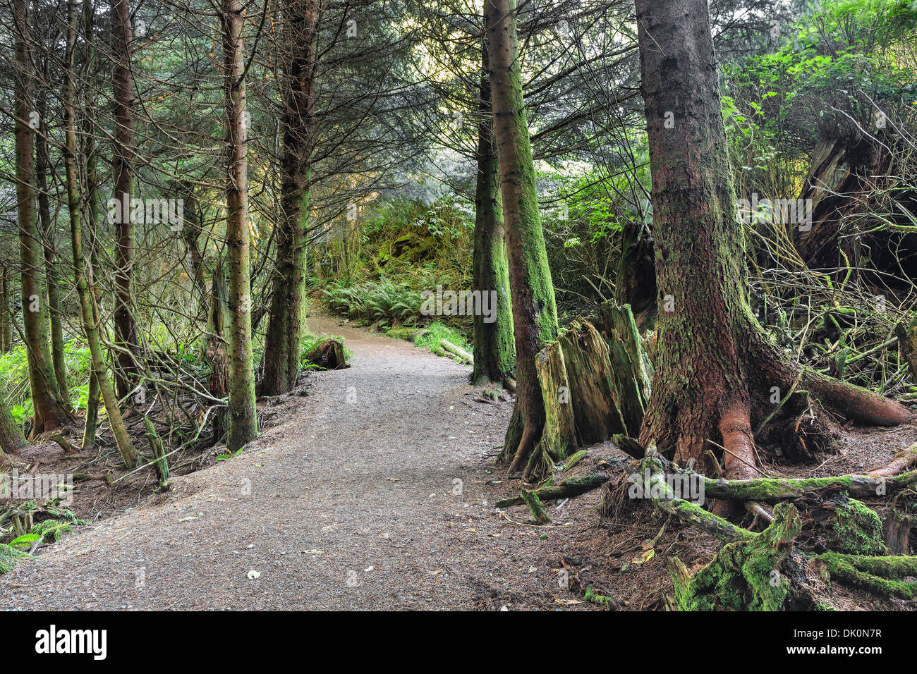 Wild Pacific Trail sull'Isola di Vancouver, Ucluelet, British Columbia, Canada Foto Stock