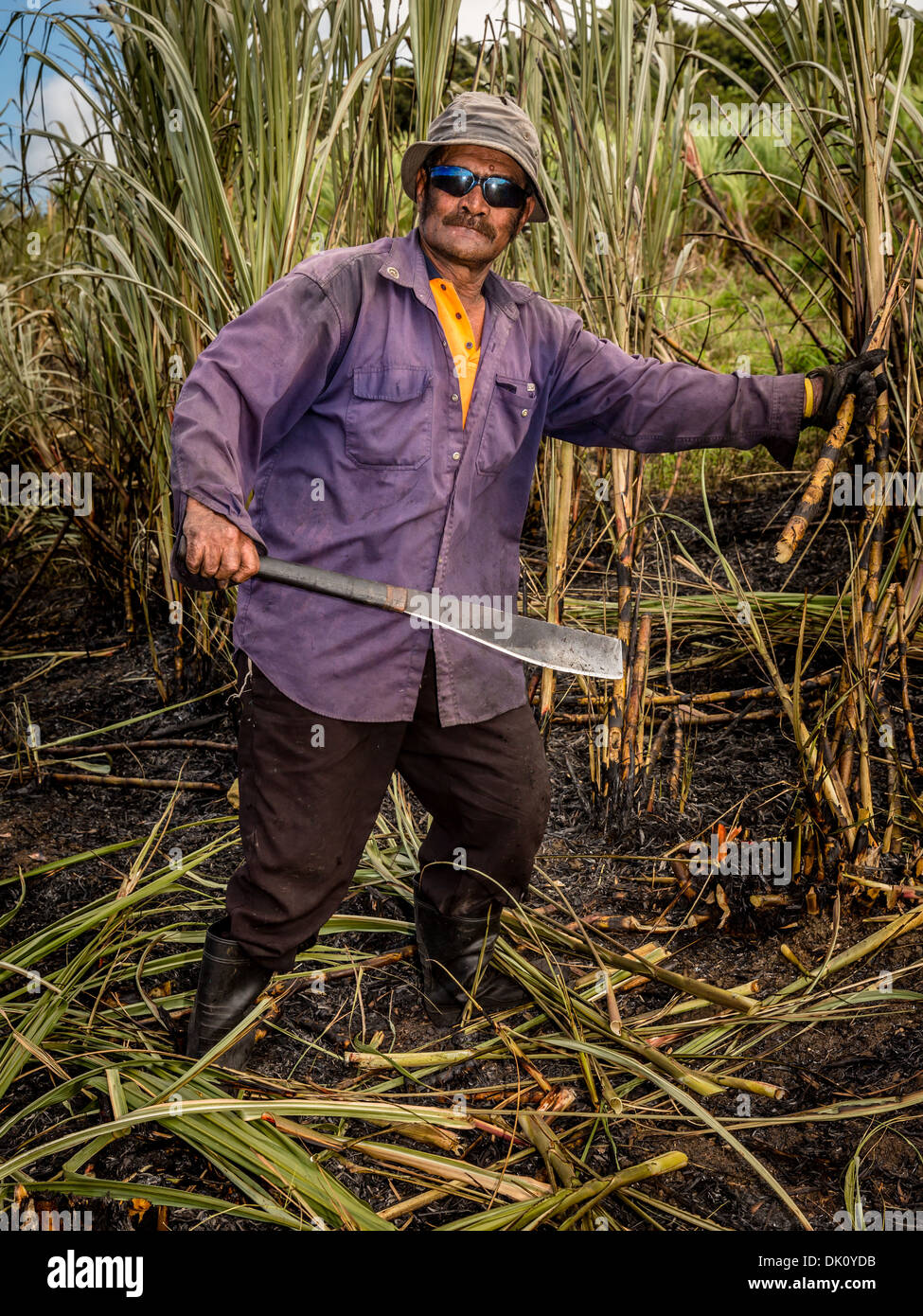 Agriturismo lavoratore lavora su un campo di canna da zucchero, Sigatoka, Viti Levu, Isole Figi Foto Stock
