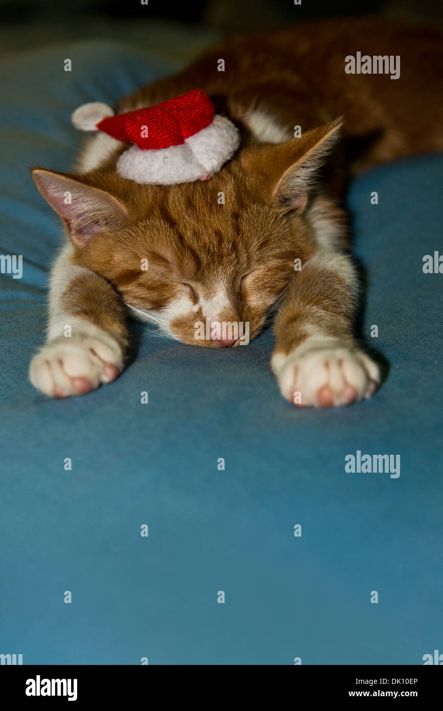 Un giovane lo zenzero e il maschio bianco tabby cat /gattino addormentato con un cappello da Babbo Natale sulla sua testa. Foto Stock
