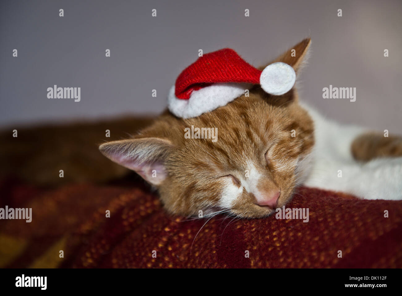 Un giovane lo zenzero e il maschio bianco tabby cat /gattino addormentato con un cappello da Babbo Natale sulla sua testa. Foto Stock