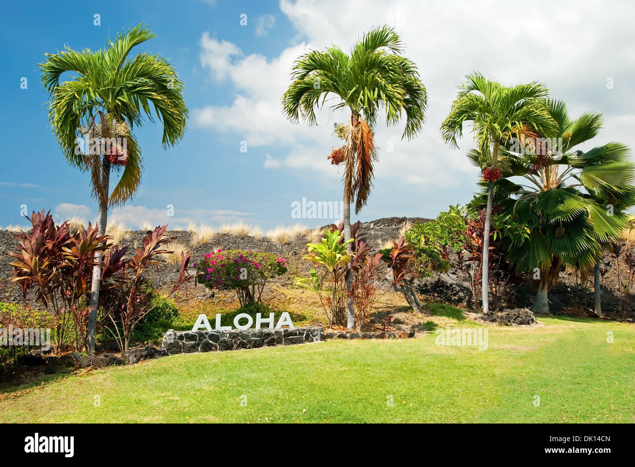 Aloha segno con palme sulla Big Island delle Hawaii Foto Stock