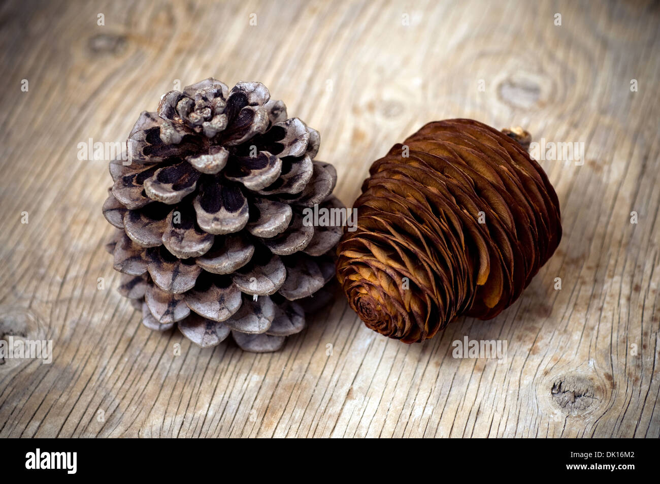 Pino e cedro di rocche su sfondo di legno Foto Stock