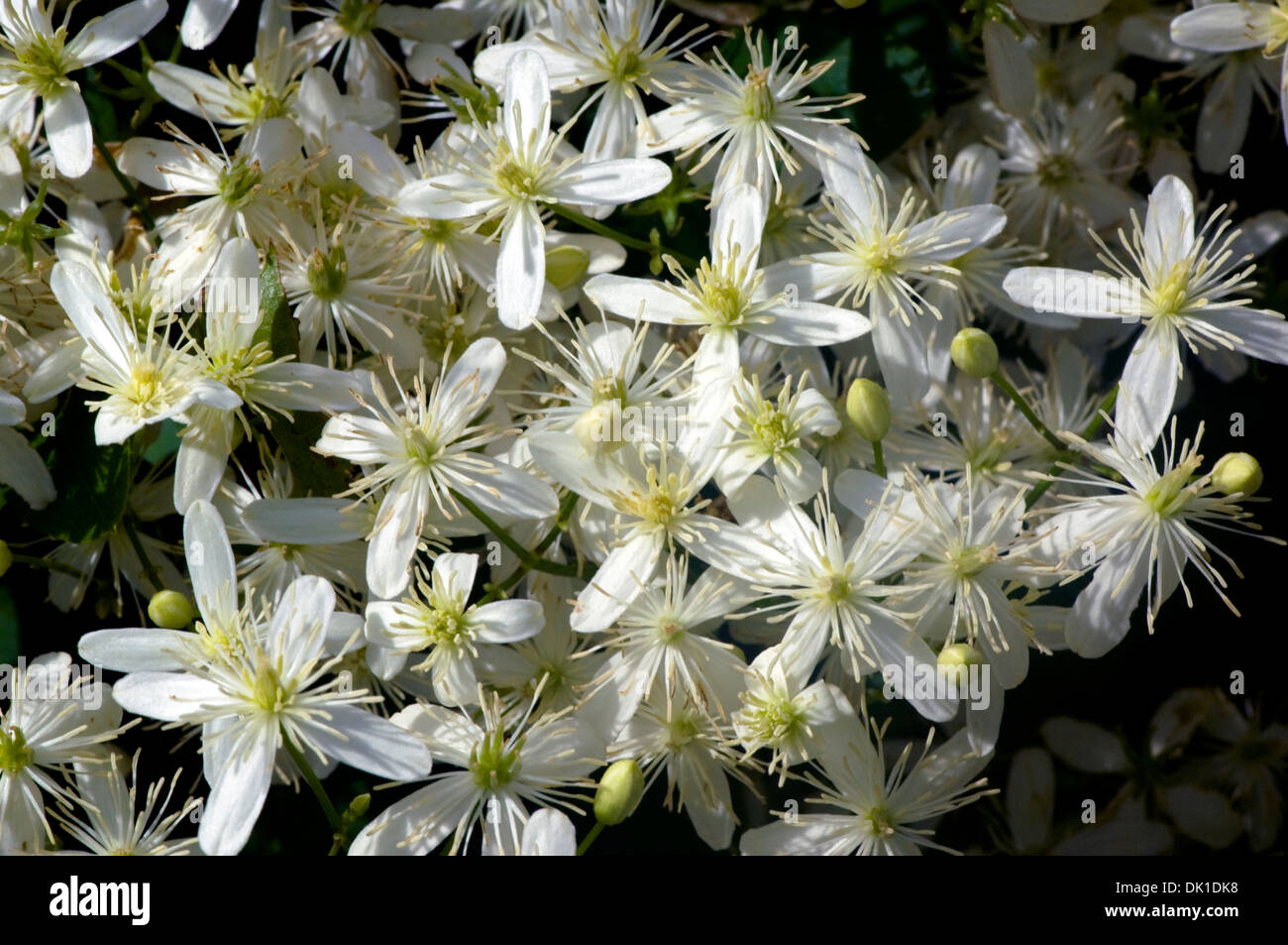 Molti piccoli e bianchi clematis fiori sulla vite avvolto intorno a un recinto. Foto Stock