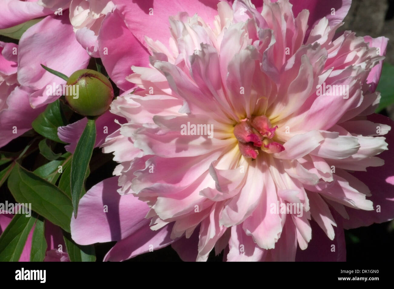 Rosa-bianco peonia fiore con un centro di borgogna, macro close up. Foto Stock