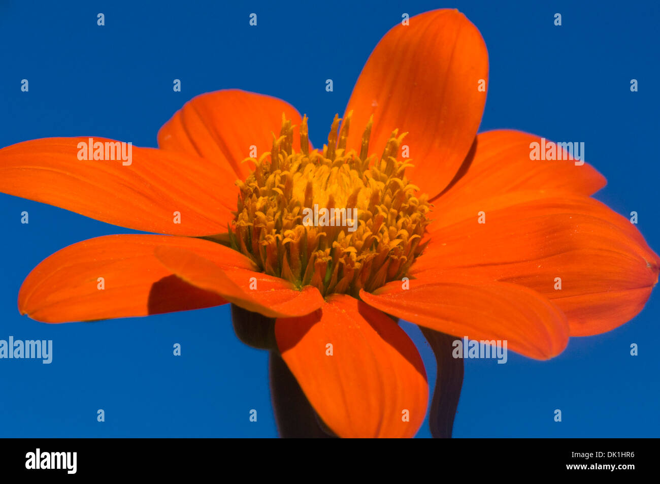 Tithonia rotundifolia, girasole messicano, close-up dei suoi petali di colore arancione e giallo pieno di polline centro contro un cielo blu. Foto Stock