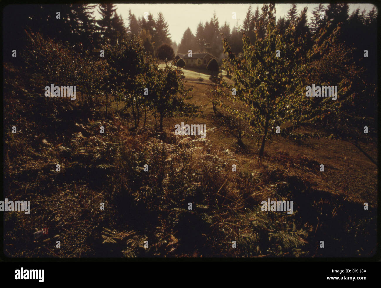 Una tipica residenza rurale nella contea di Kitsap, Washington, circondata da alberi e vegetazione lussureggiante. La casa di Martha Tornensis esemplifica la vita rurale nel nord-ovest del Pacifico, con una particolare attenzione alla natura e alla solitudine. Foto Stock