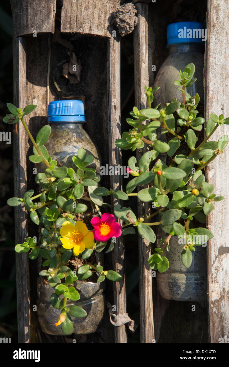 Clever il riutilizzo delle bottiglie in plastica PET come piantina di piantatrici Foto Stock
