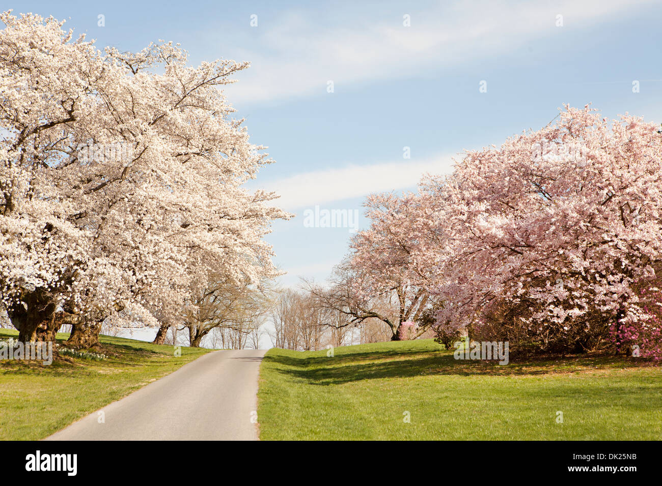 Rosa e Bianco fiorisce in primavera gli alberi lungo il percorso Foto Stock