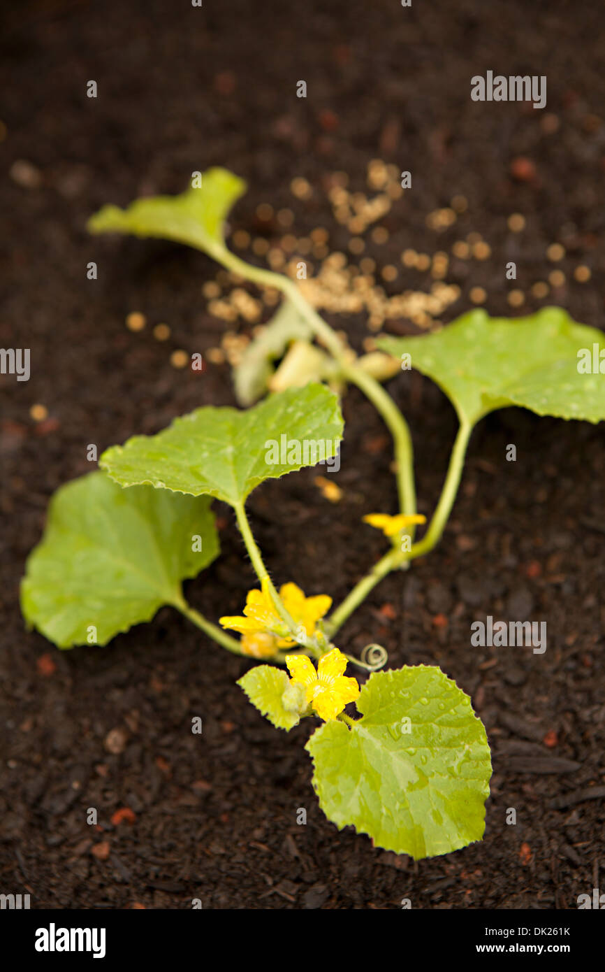 Chiudere fino ad alto angolo di visione di verdure biologiche germogliazione blossom nel suolo Foto Stock