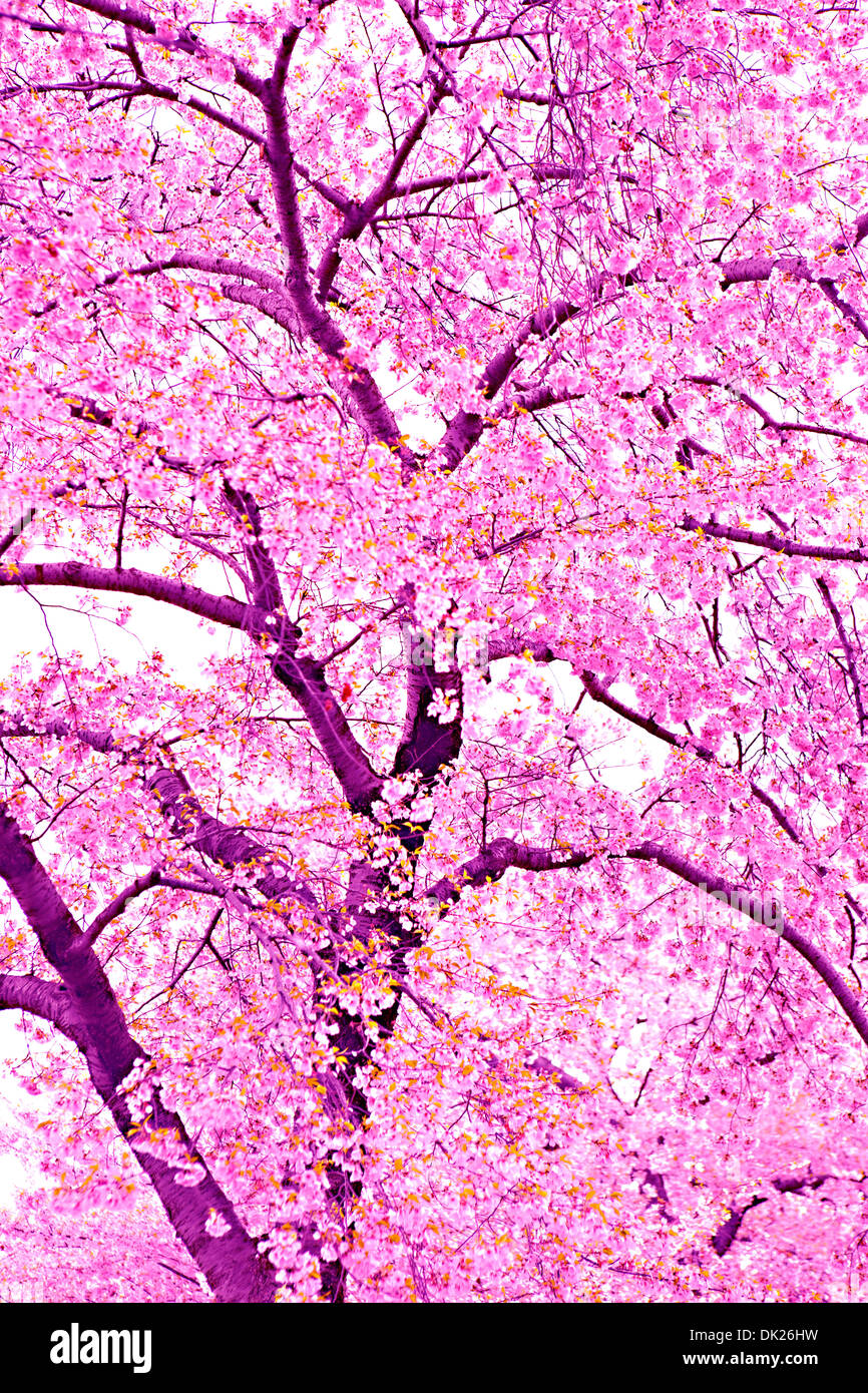 Basso angolo vista di rosa fiori di ciliegio sulla struttura a molla Foto Stock