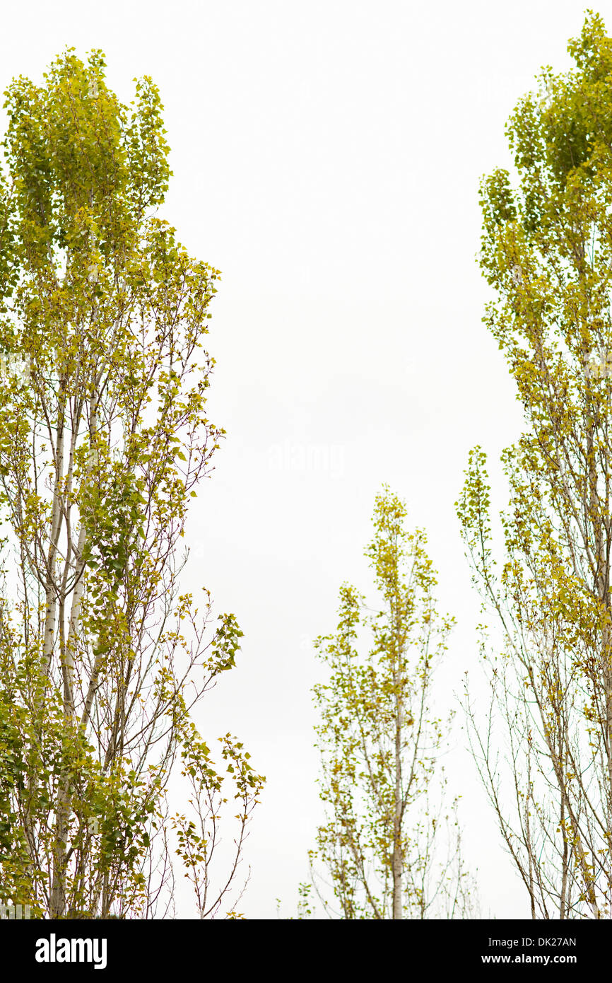 Basso angolo di vista di alti alberi verdi Foto Stock