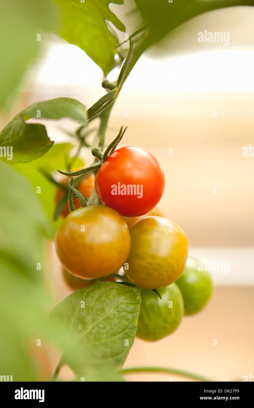 Close up di pomodori di maturazione sulla vite in giardino Foto Stock