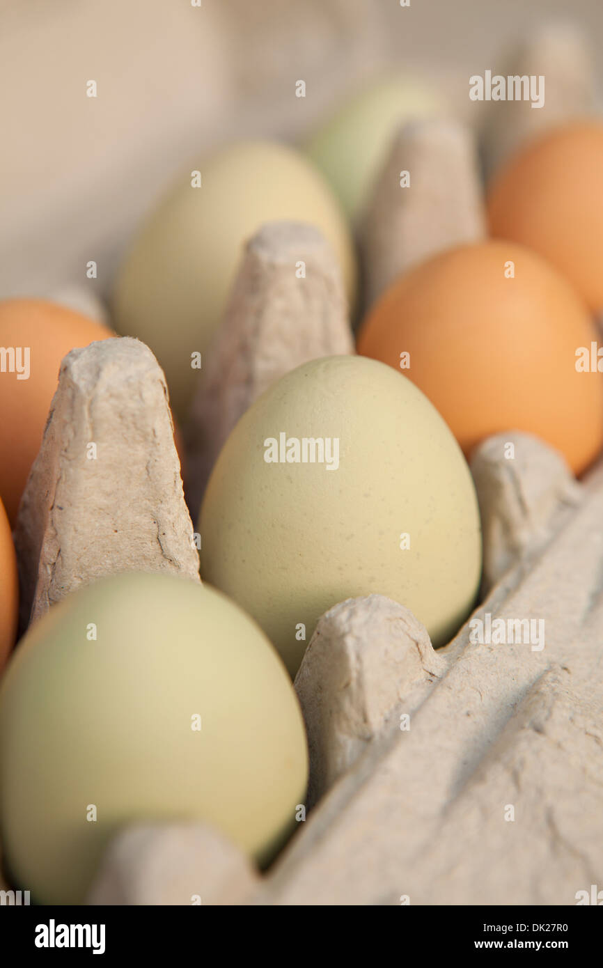 Close up full frame di verde e marrone le uova organiche in scatola di cartone Foto Stock