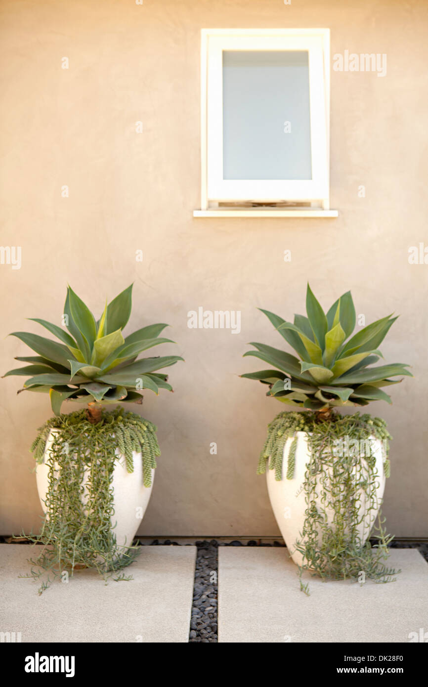 Simmetriche le piante succulente ed edera che cresce in vasi da fiori sul patio Foto Stock