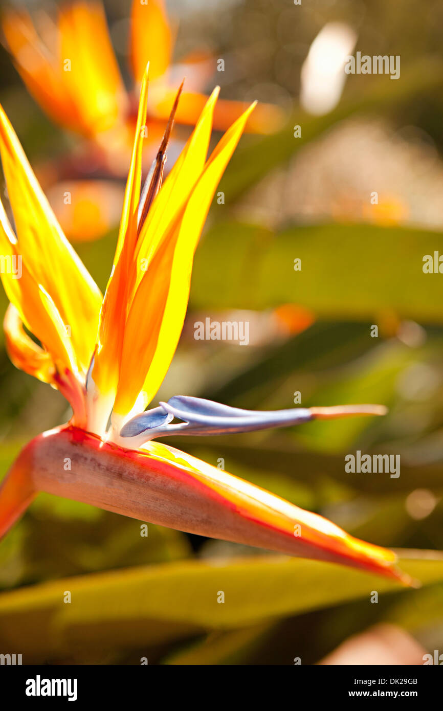 Close up di uccello del paradiso fiore nel giardino soleggiato Foto Stock