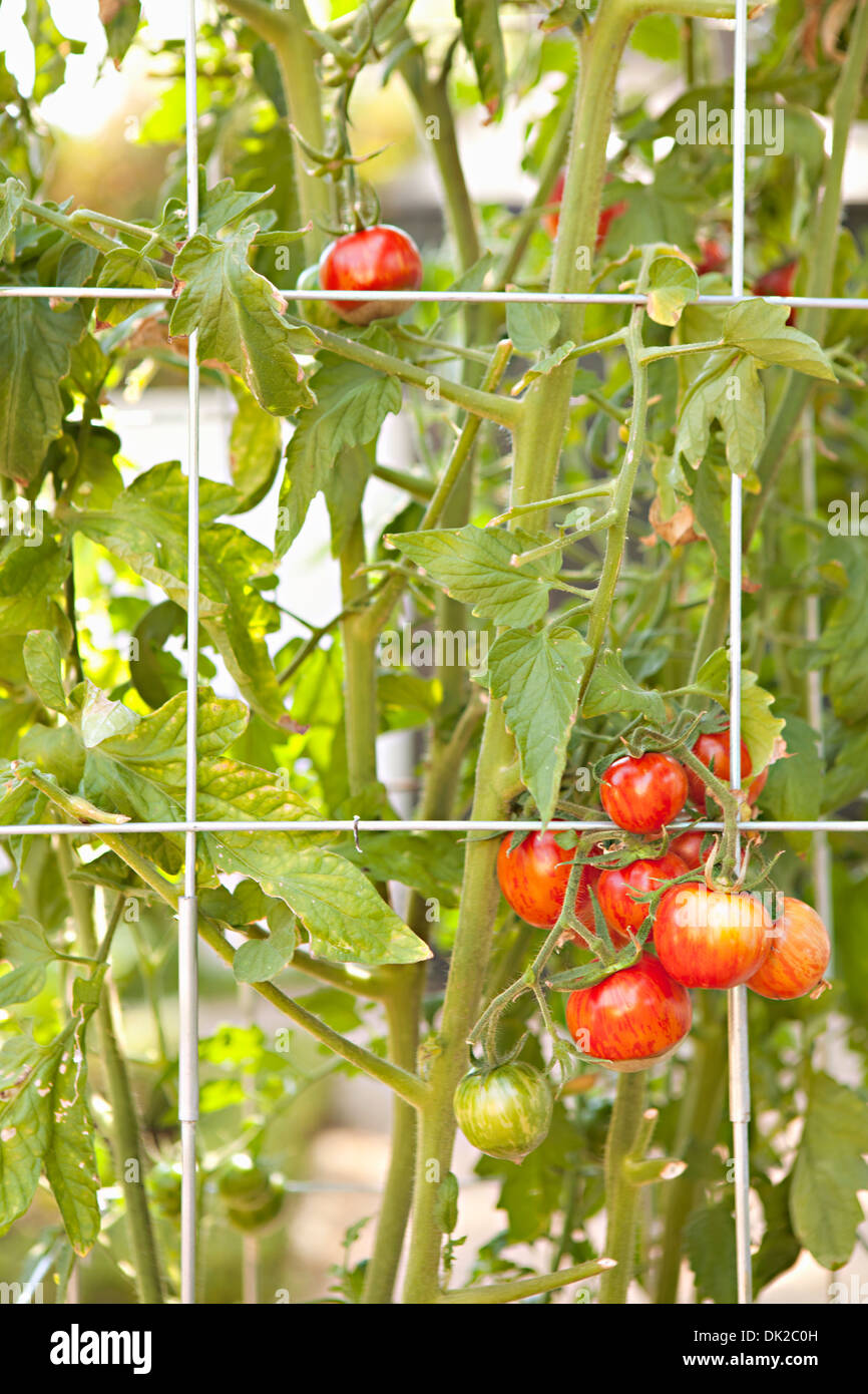 Pomodori organici maturazione sulla vite lungo la recinzione Foto Stock