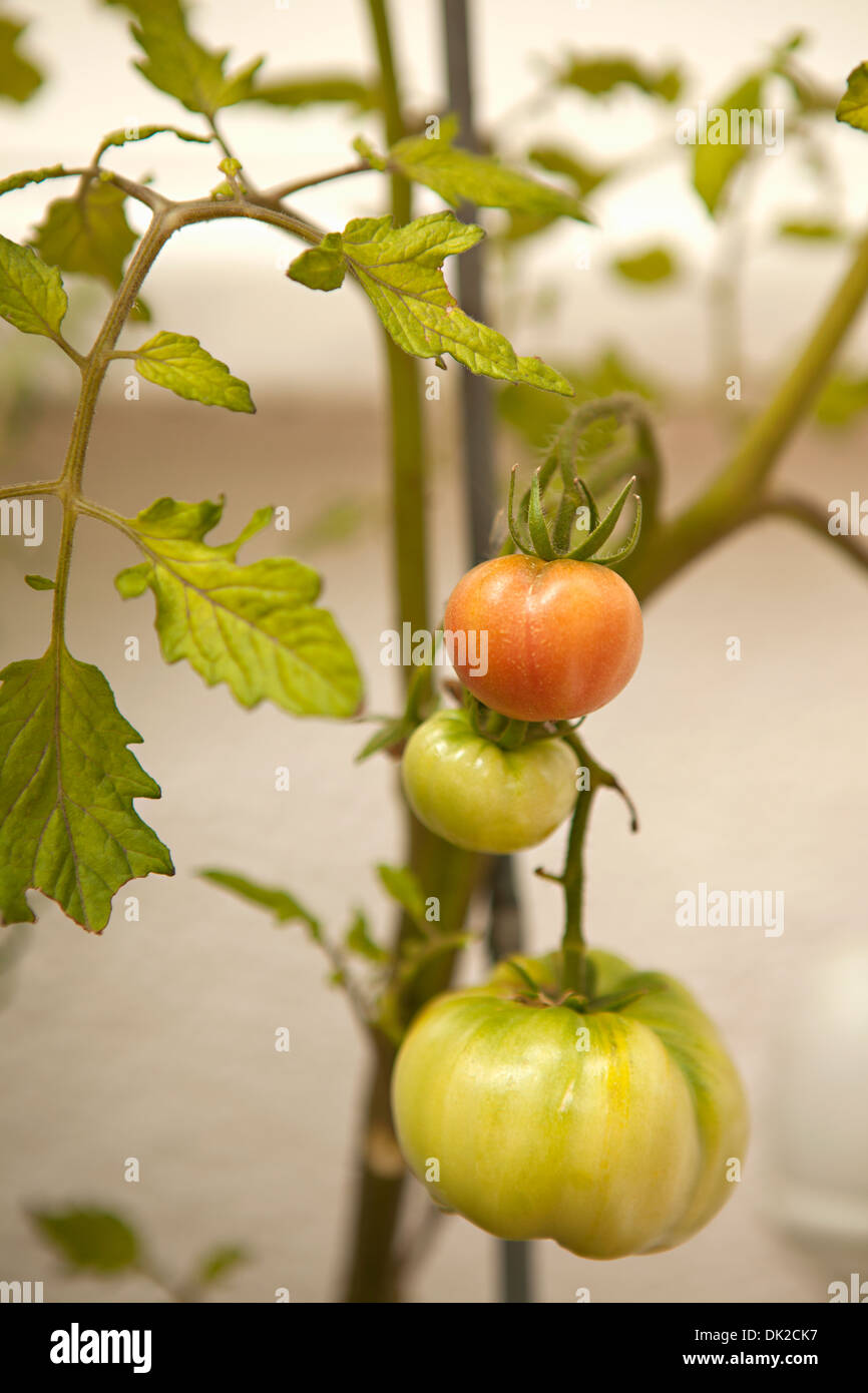 Close up di pomodori organici maturazione sulla vite in giardino Foto Stock