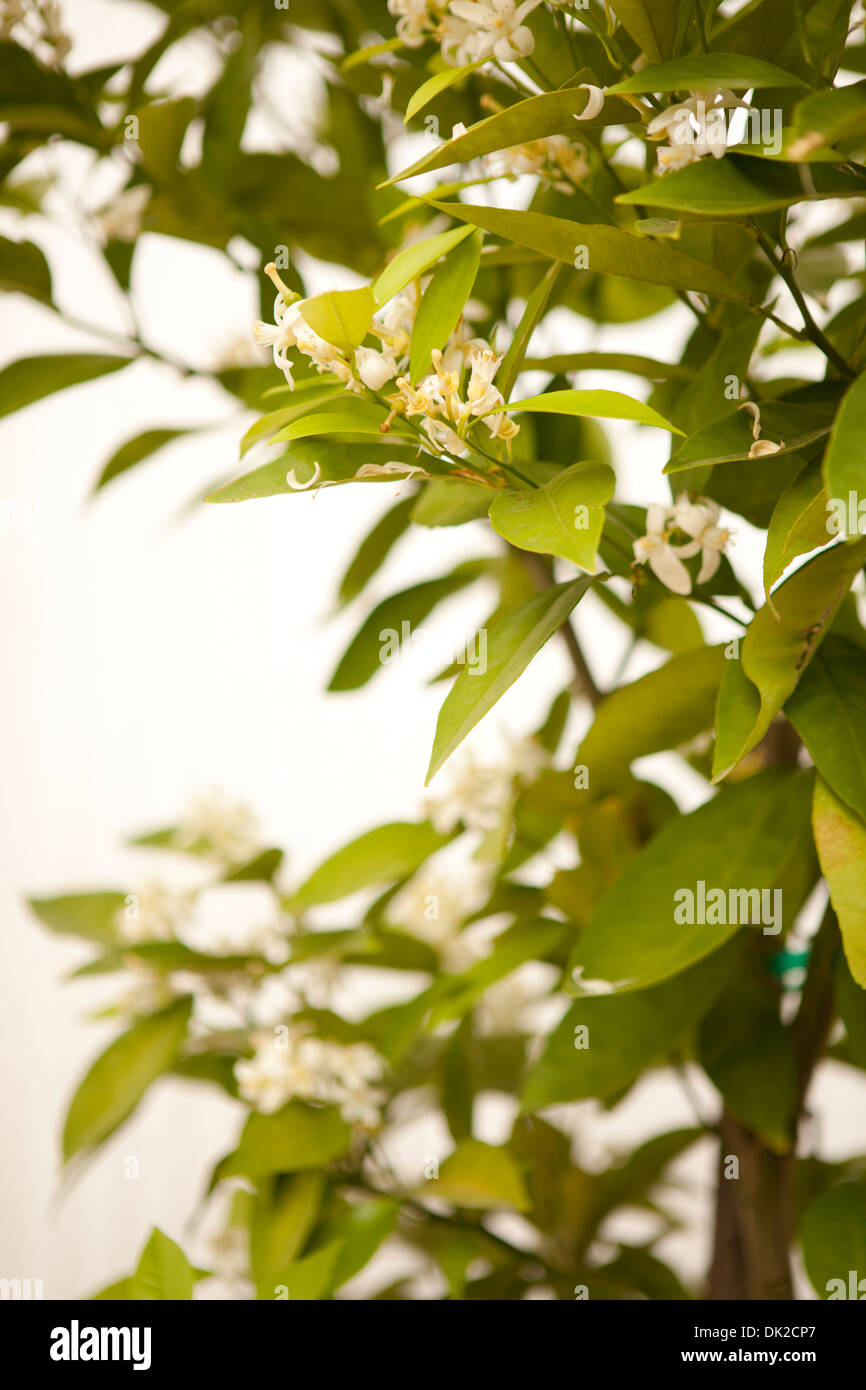Close up della molla albero di agrumi con fiori Foto Stock