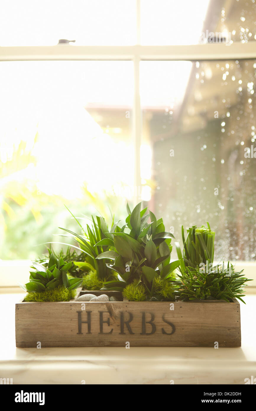 Varietà di erbe verdi in crescita in cucina window box Foto Stock