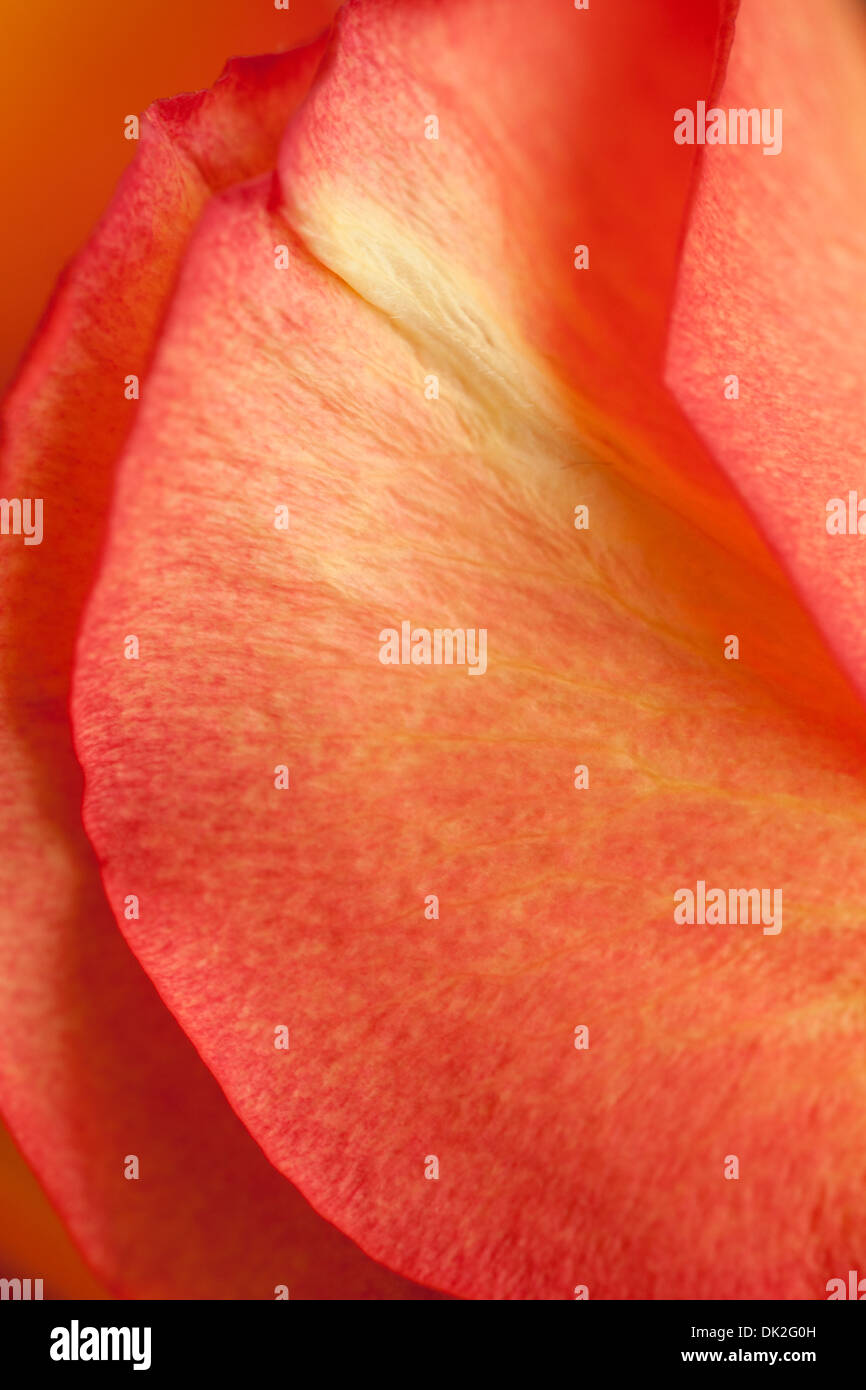 Chiudere fino ad alto angolo di visione frame completo dettaglio di orange petali di fiori Foto Stock