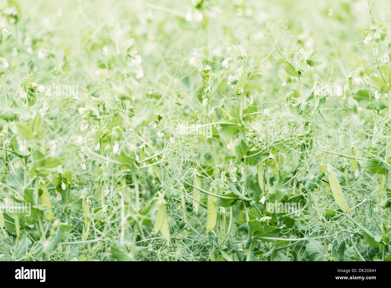 Terreni agricoli con campo di piante di piselli, Svezia Foto Stock