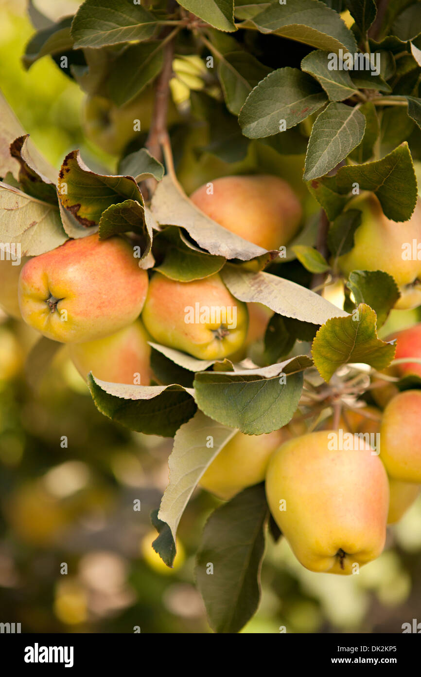 Close up di mele biologiche crescente sul ramo di albero Foto Stock