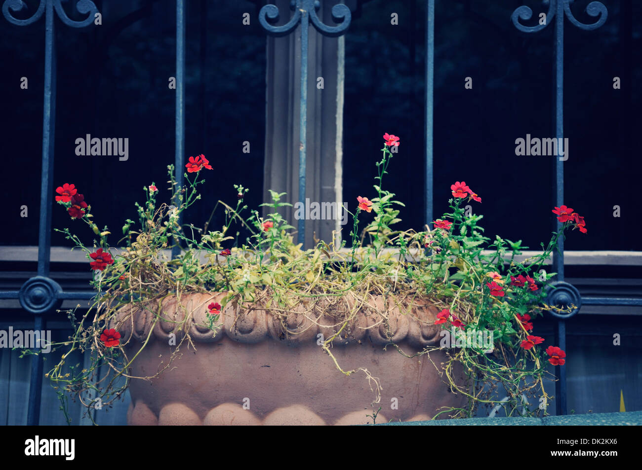 Pianta in vaso in corrispondenza della finestra Vienna Austria Europa Foto Stock