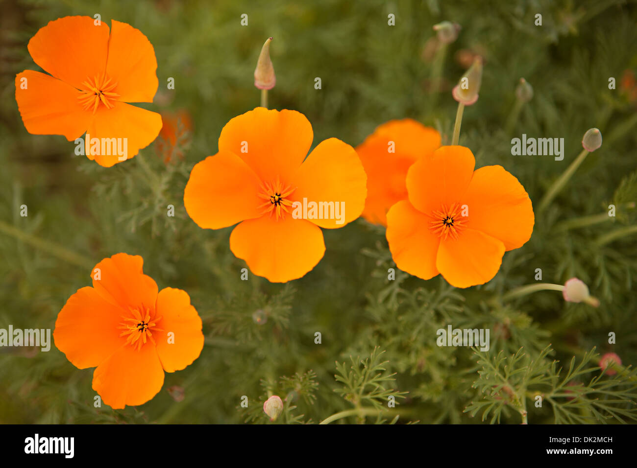 Chiudere fino ad alto angolo di visione di arancio fiori selvatici di papavero Foto Stock