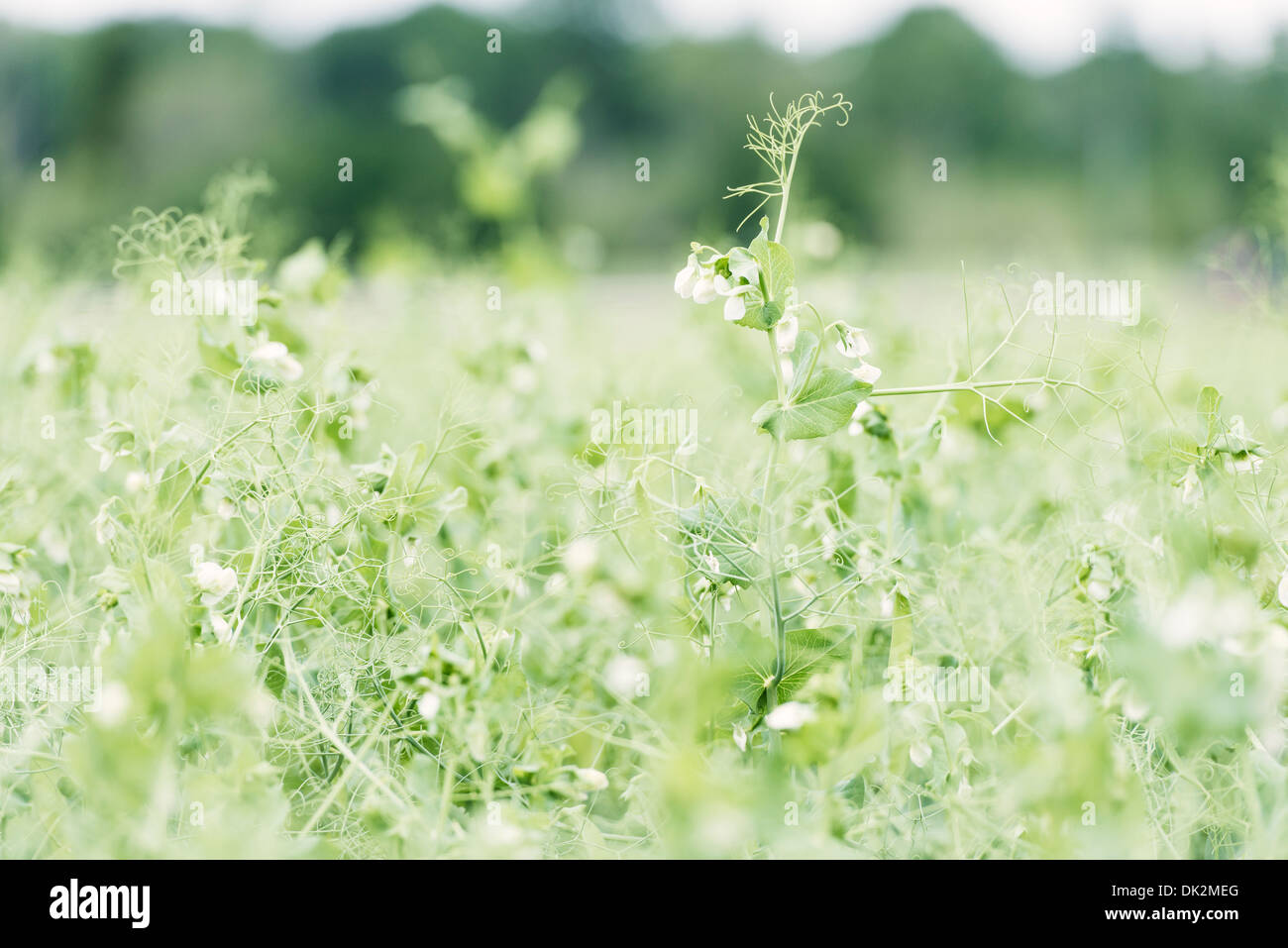 Terreni agricoli con campo di piante di piselli, Svezia Foto Stock