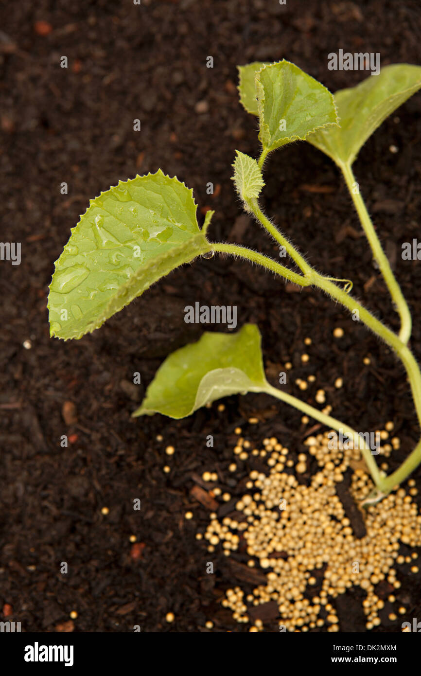 Chiudere fino ad alto angolo di visione di semi vegetali e pianta la germogliazione nel suolo Foto Stock