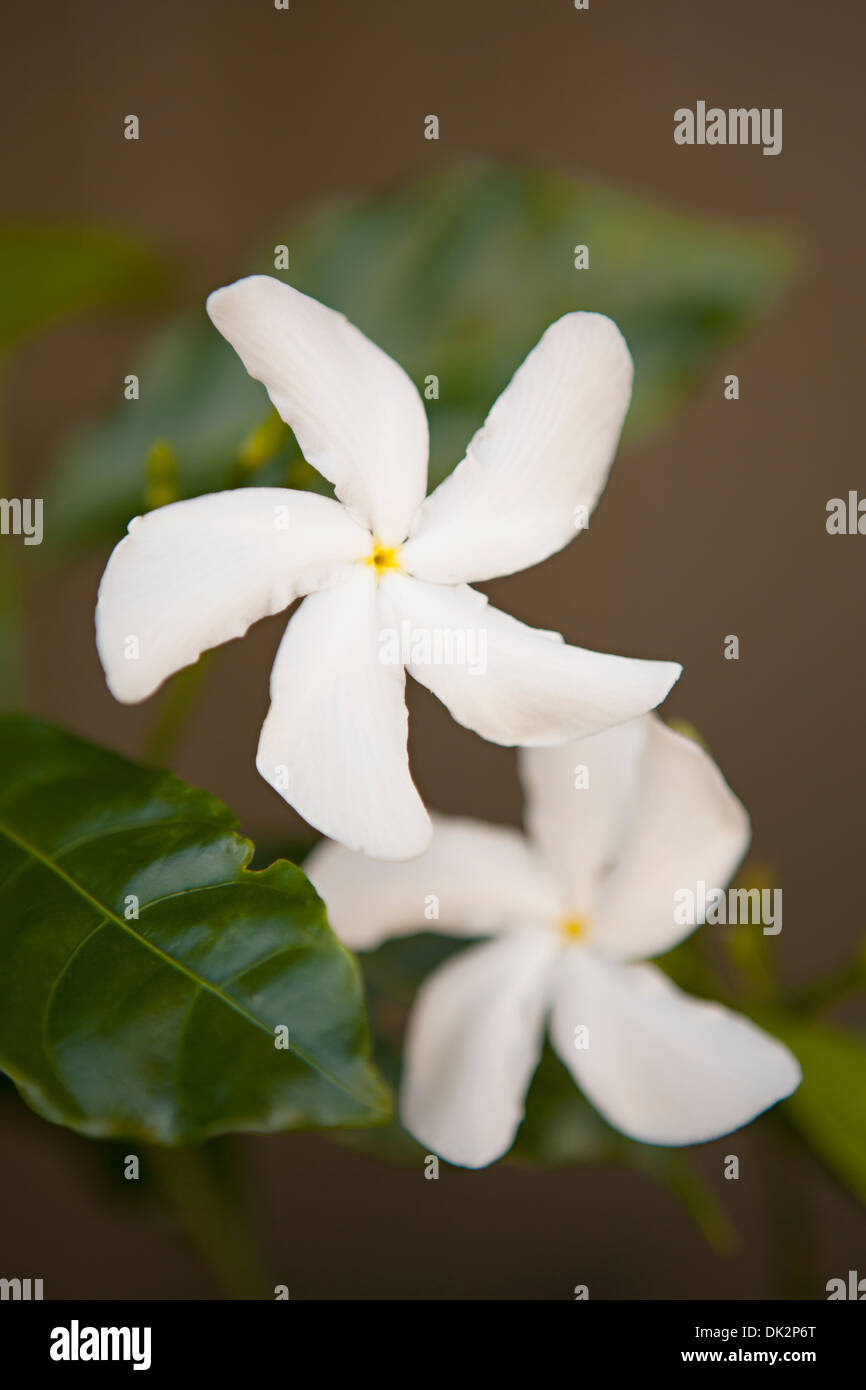 Chiudere fino ad alto angolo di visione di tropicale bianco fiori di plumeria Foto Stock