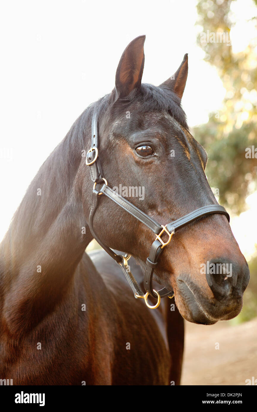 Close up ritratto di cavallo marrone Foto Stock