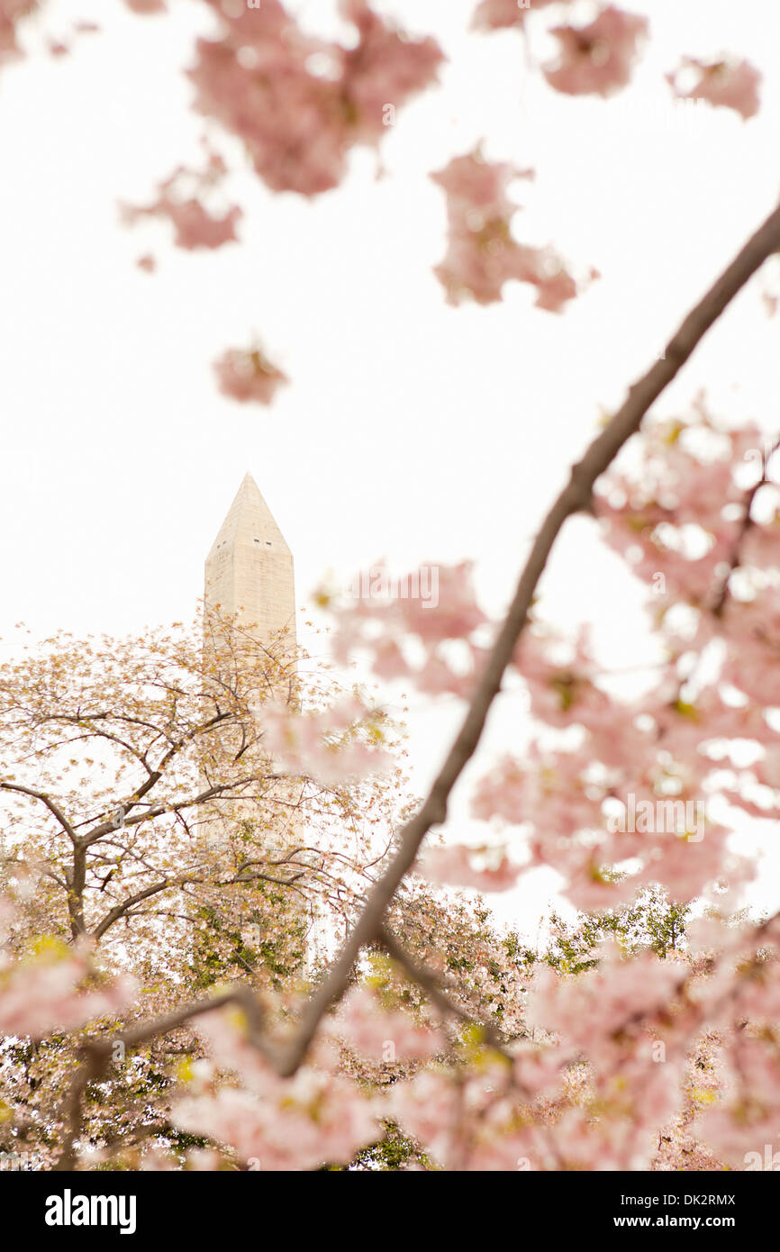 Basso angolo vista di rosa fiori di ciliegio sulla molla Alberi di fronte a Washington Memorial, Washington D.C., Stati Uniti Foto Stock