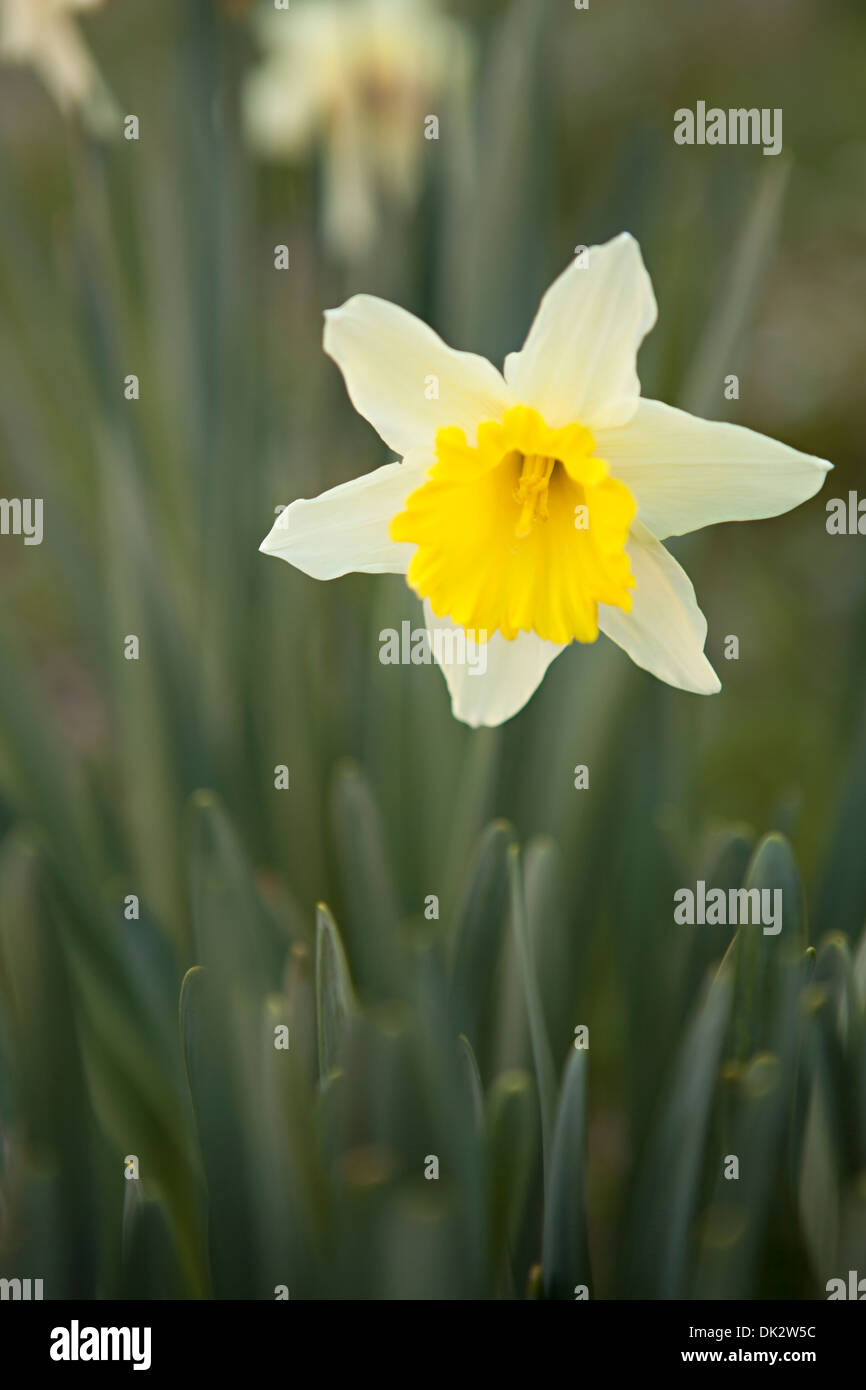 Close up della molla gialla daffodil in giardino Foto Stock