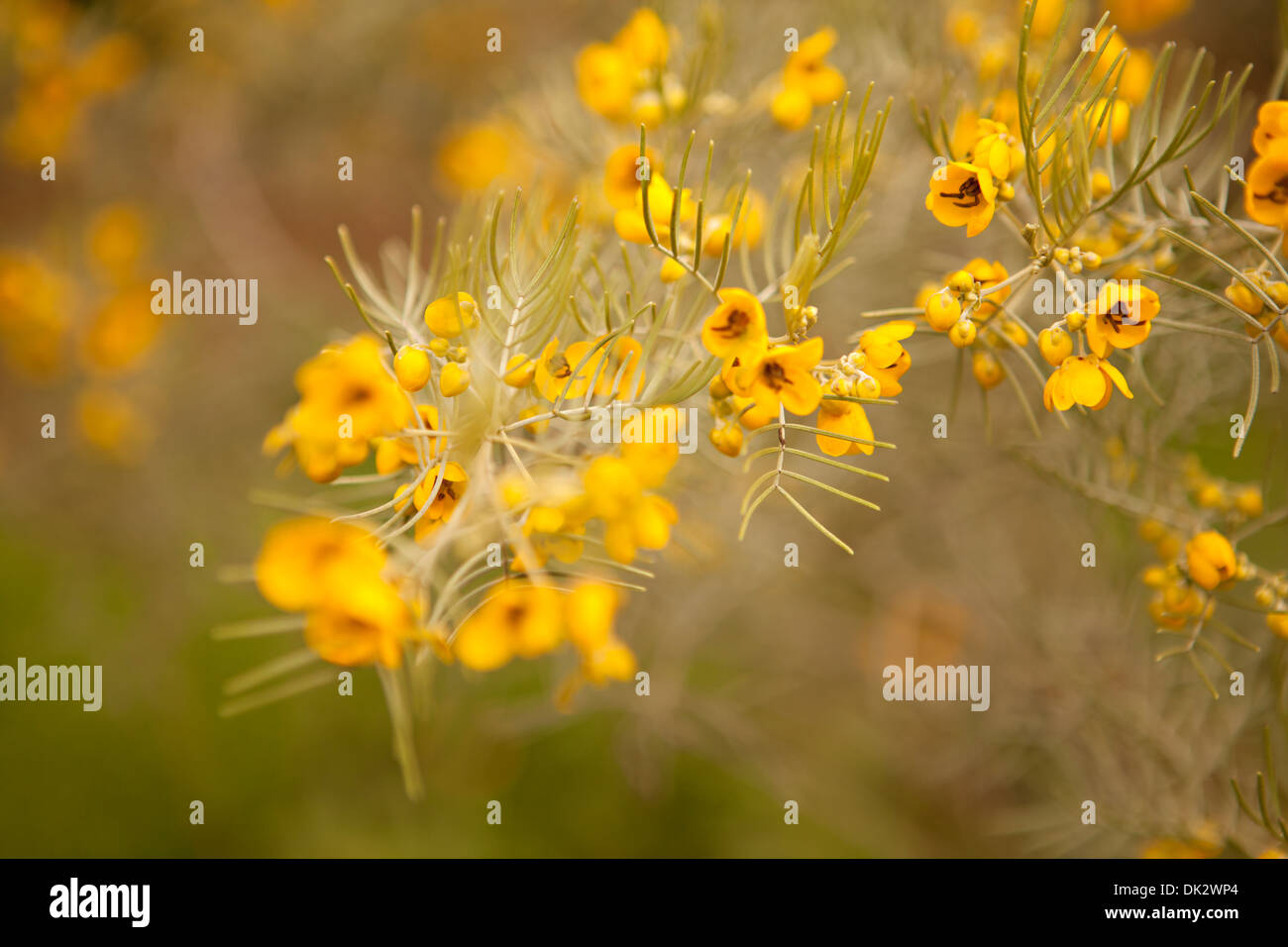 Close up di fiori selvatici gialla sul ramo Foto Stock