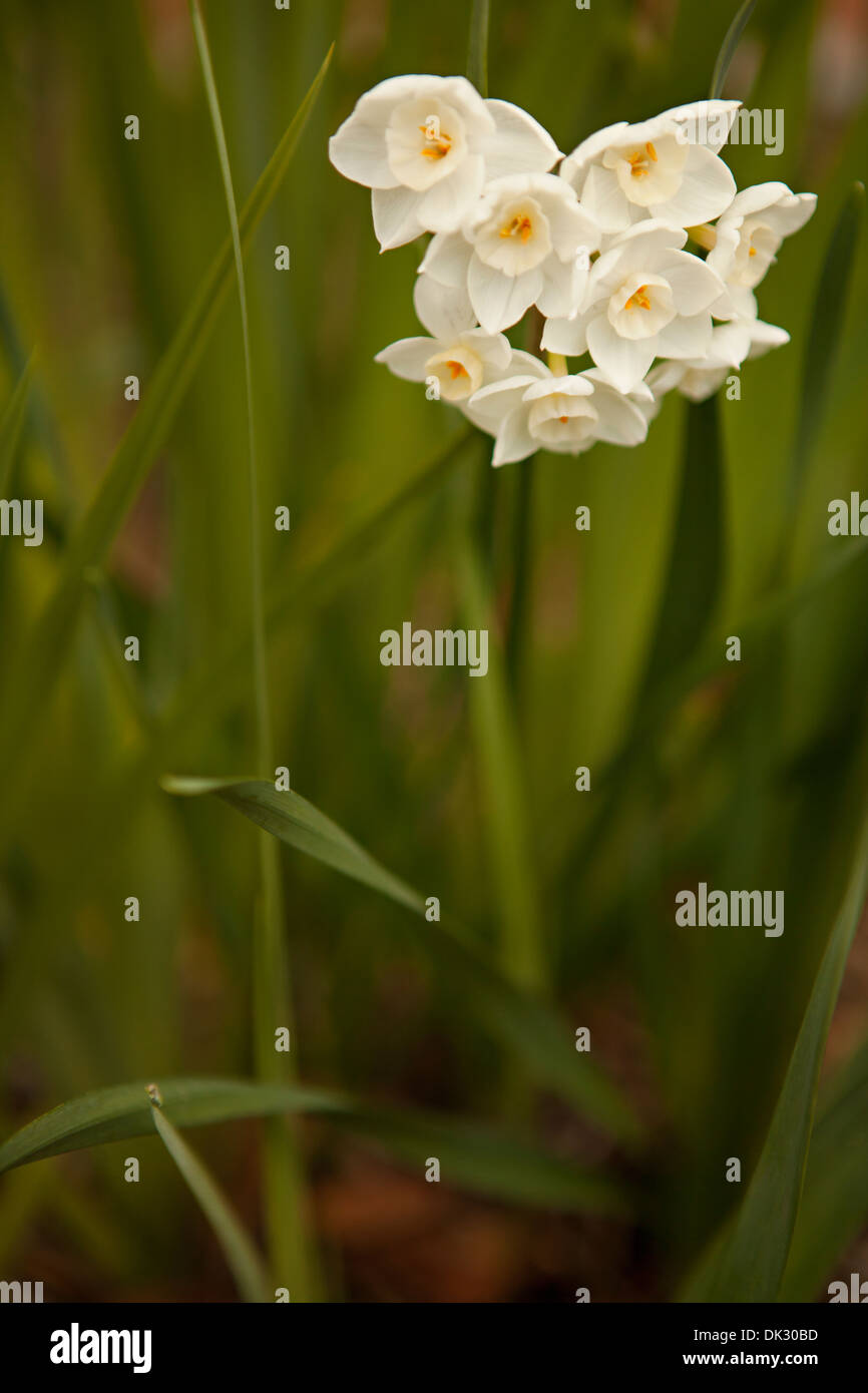 Close up di bianco fiori di primavera che cresce in giardino Foto Stock