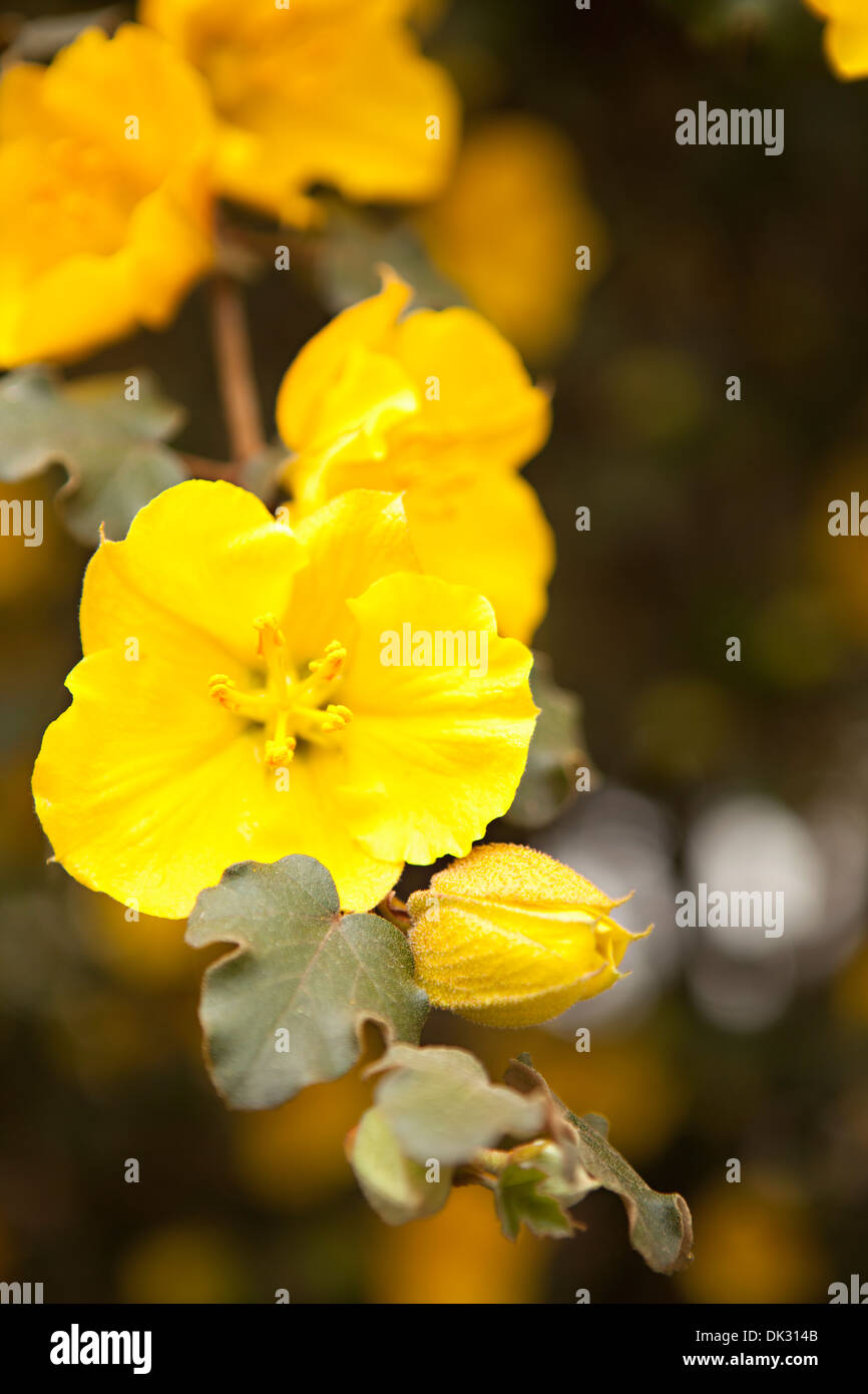Angolo alto close up di vibranti fiore giallo e bud sul ramo Foto Stock