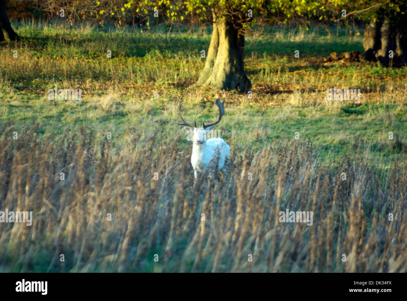 Il cervo bianco nel parco dei cervi a Charlecote Park Foto Stock
