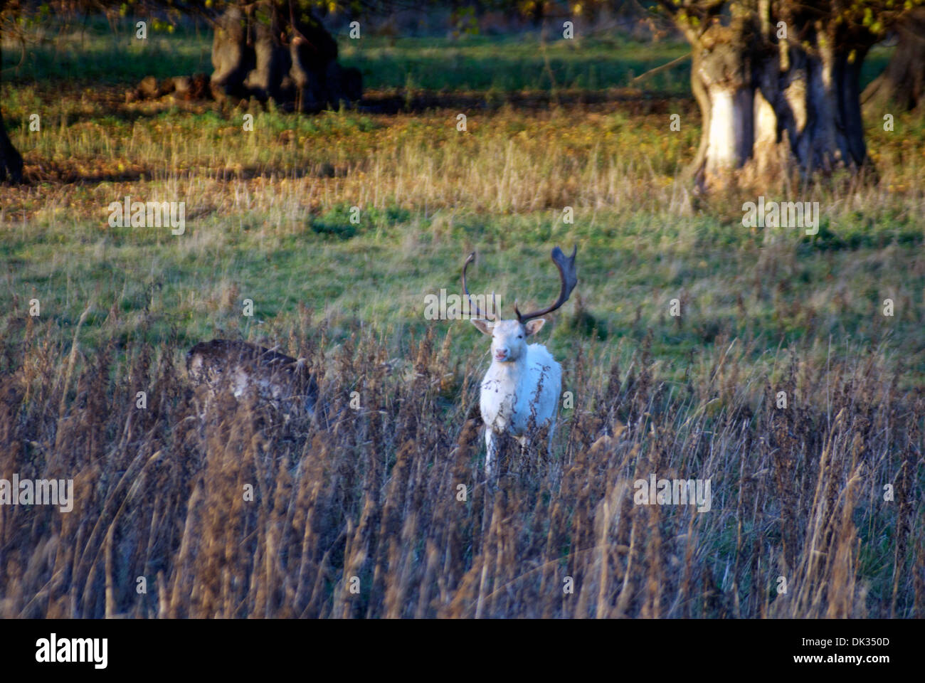 Il cervo bianco nel parco dei cervi a Charlecote Park Foto Stock