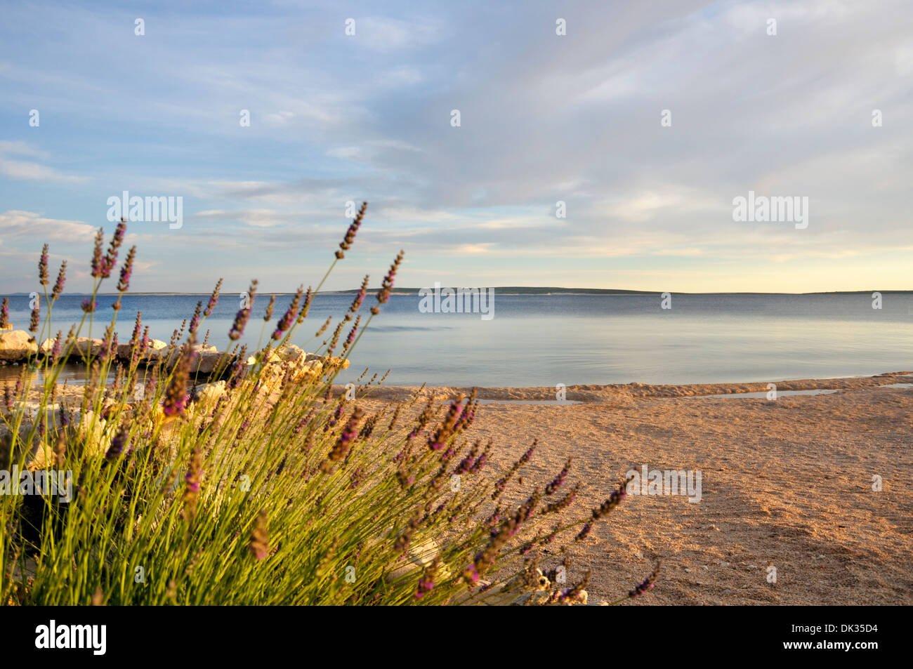 La Lavanda sulla spiaggia, Isola di Pag, Croazia, Europa Foto Stock