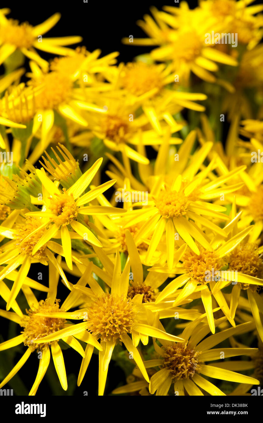 Erba tossica; Senecio Jacobaea Foto Stock