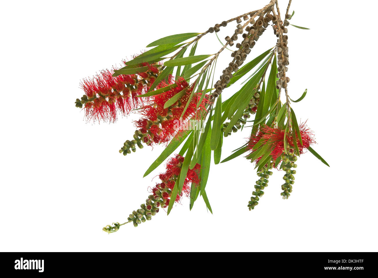 Rami Callistemon viminalis in fiore isolato su sfondo bianco Foto Stock