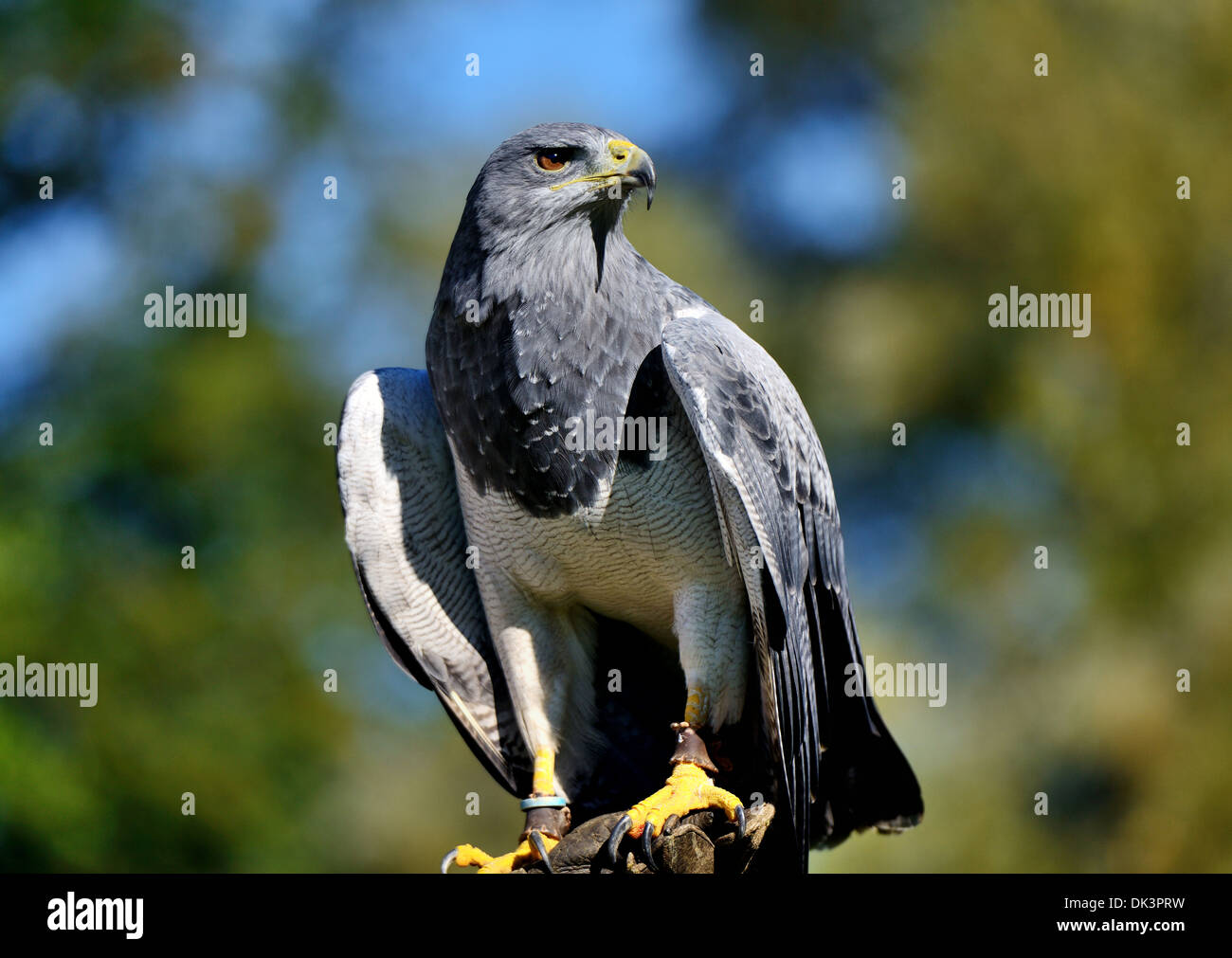 Blu cileno Eagle, Geranoaetus melanoleucus australis,noto anche come Western black chested buzzard eagle,nero &bianco hawk eagle Foto Stock