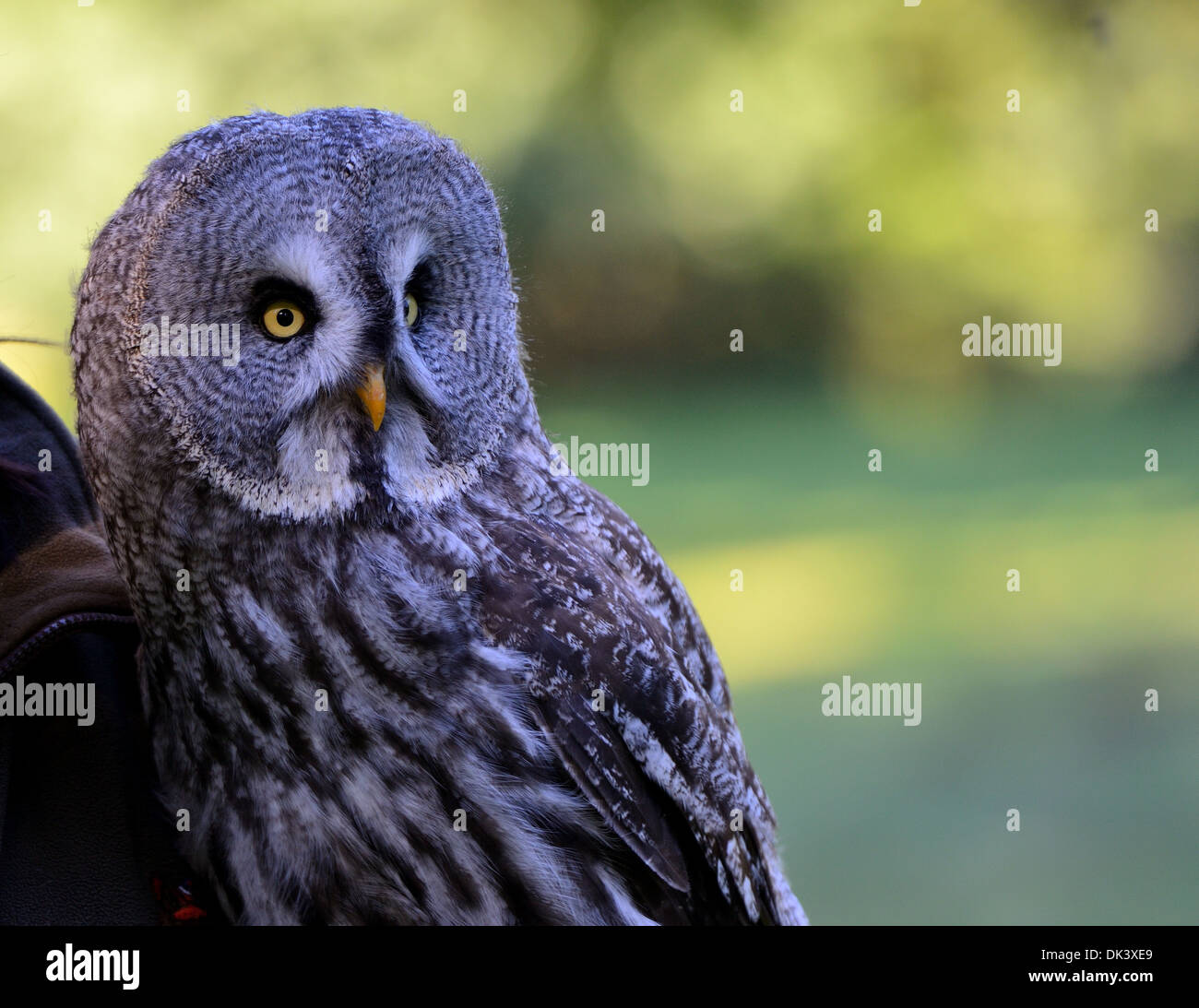 Grande Gufo grigio.Strix nebulosa. Foto Stock