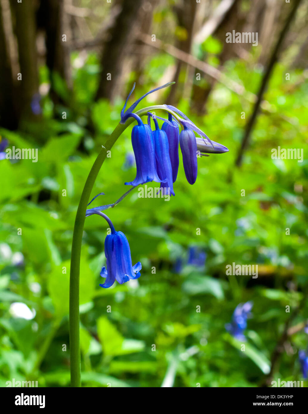 Close up bluebell Hyacinthoides non scripta nel bosco in Derbyshire England Regno Unito Foto Stock