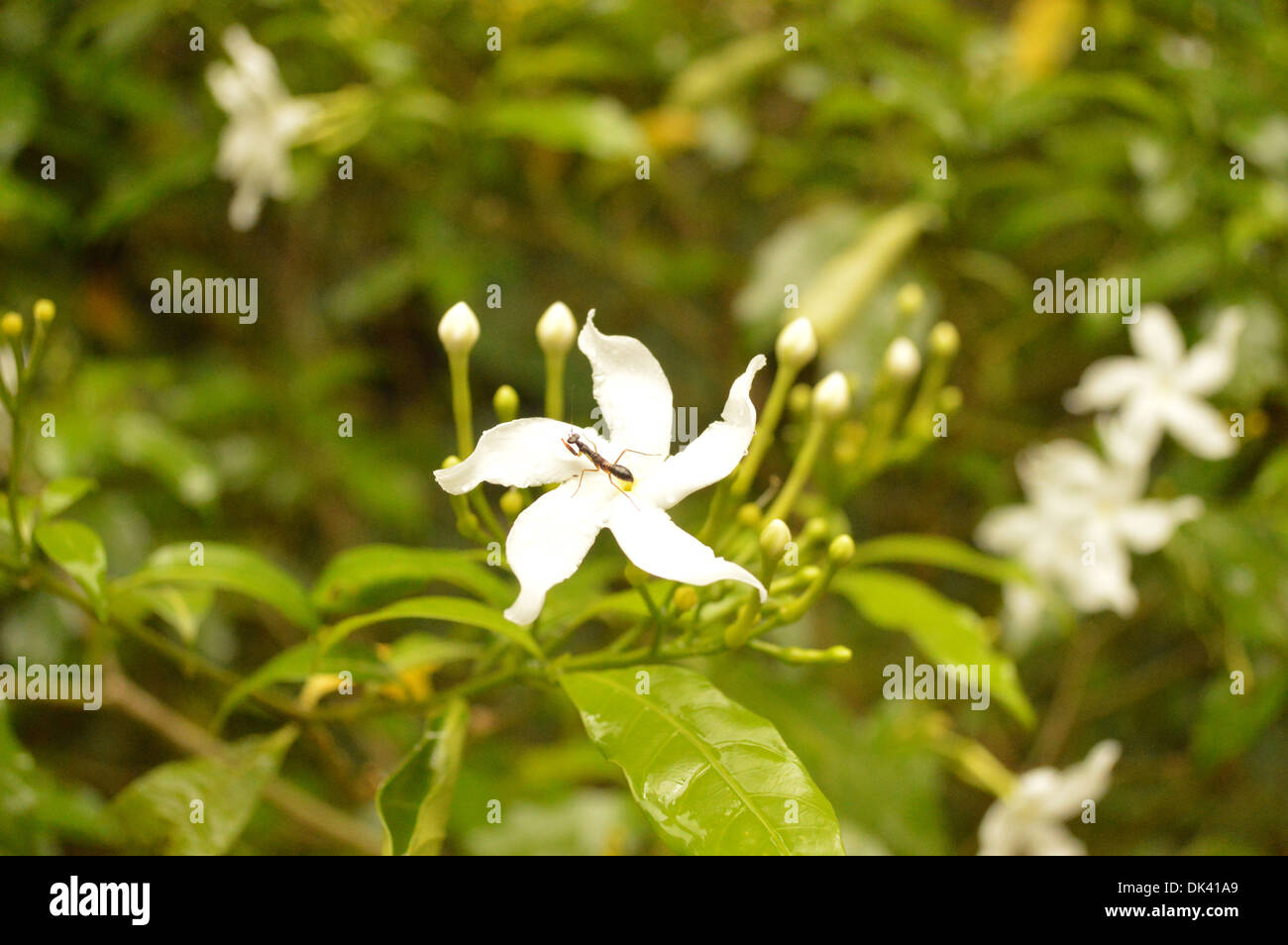 Ant su un fiore bianco in un giardino Foto Stock