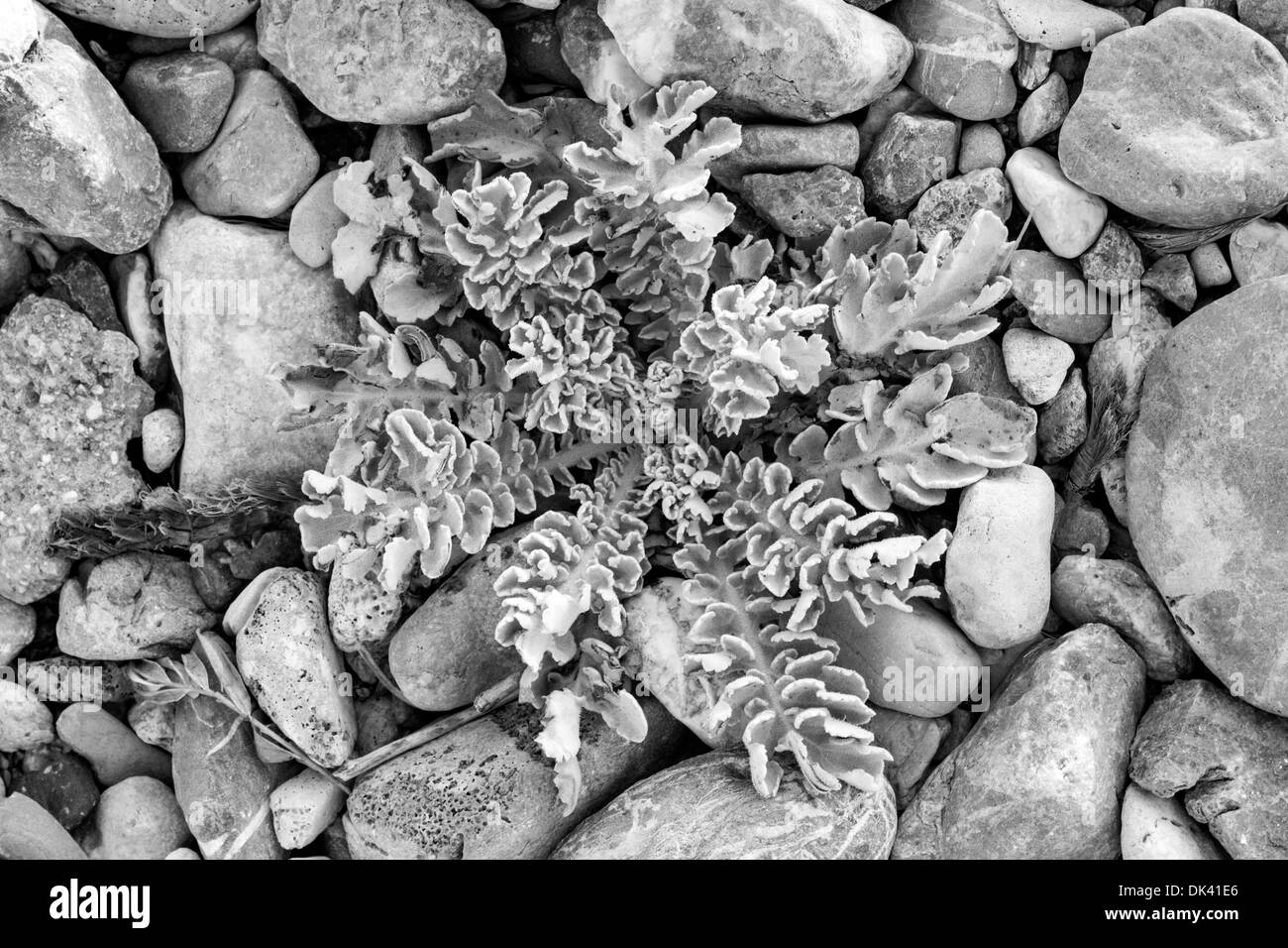 Questo piccolo fiore selvatico, fantasticamente sfide la sua roccia che circonda la creazione di questo meraviglioso labirinto di colori e texture. Foto Stock